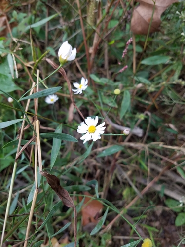Apalachicola doll's daisy (Boltonia apalachicolensis)