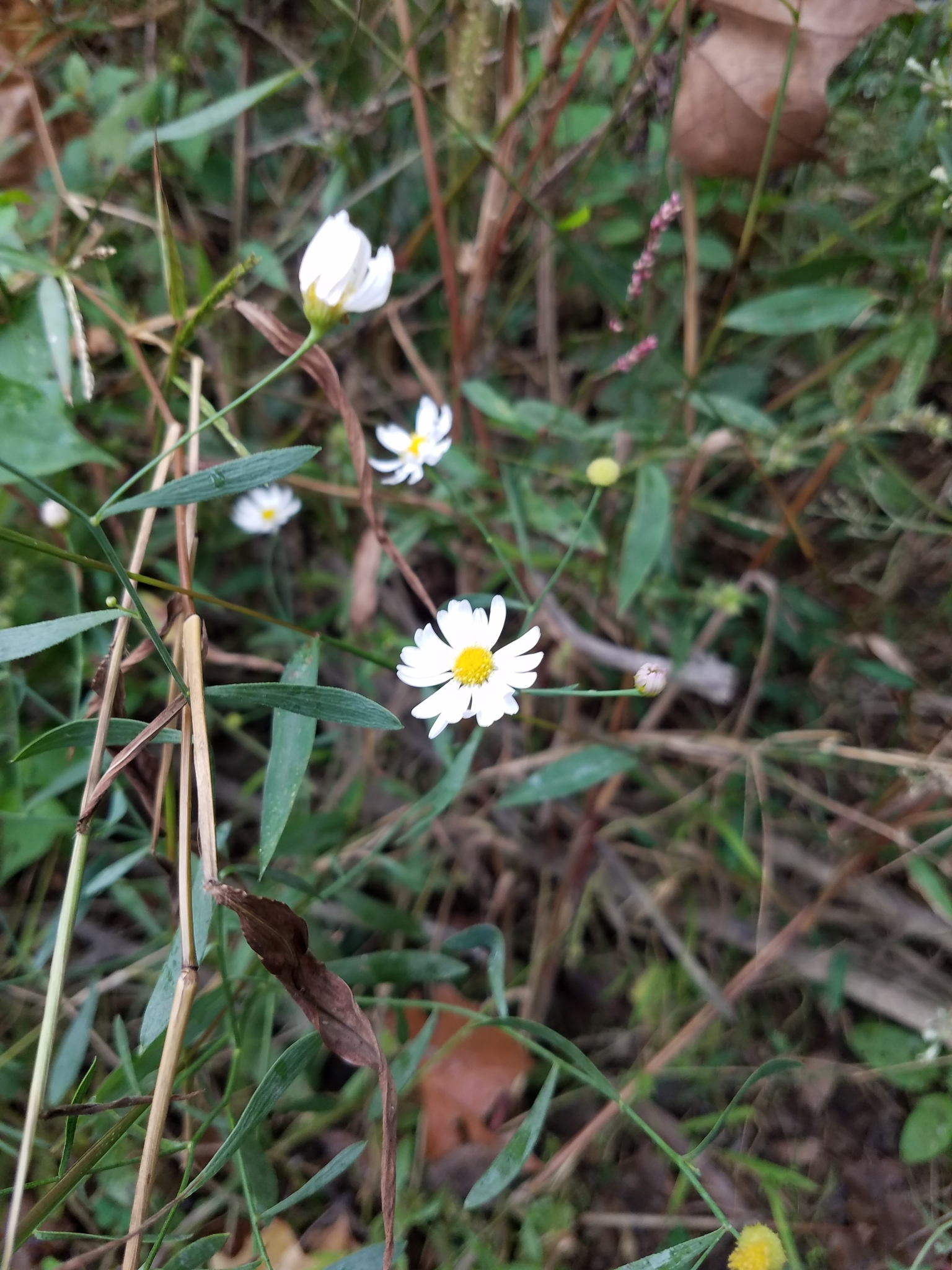 Boltonia apalachicolensis