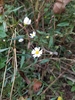 Apalachicola Doll's Daisy - Photo (c) ry_folk, some rights reserved (CC BY-NC), uploaded by ry_folk