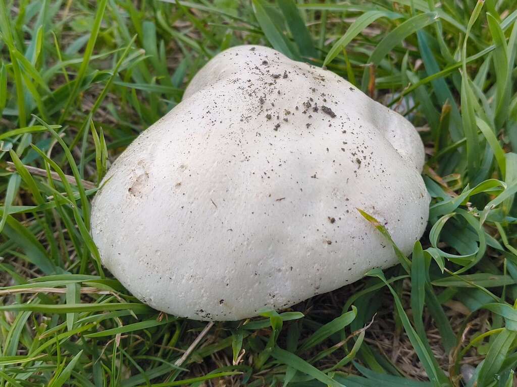 Arvenses · March 2025 · photo: © zedt (iNaturalist, cc-by)