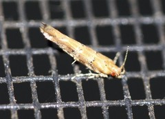 Anatrachyntis rileyi