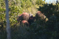 Ferocactus pilosus