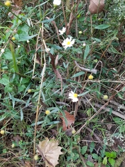 Boltonia apalachicolensis