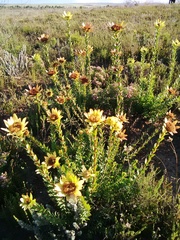 Leucadendron elimense elimense