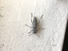 Xylotrechus nauticus