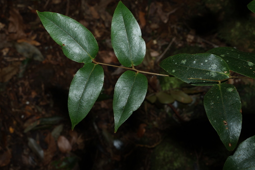 small supplejack (Ripogonum fawcettianum)