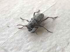 Xylotrechus nauticus