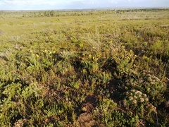 Leucadendron elimense elimense