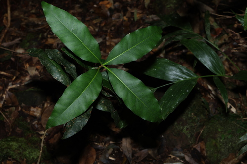 veinless mock-olive (Notelaea johnsonii)