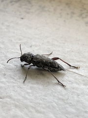 Xylotrechus nauticus