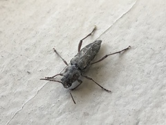 Xylotrechus nauticus