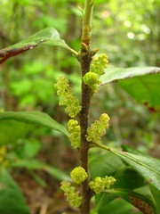 Morella caroliniensis