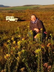 Leucadendron elimense elimense