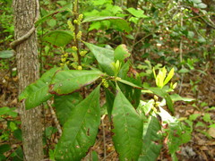 Morella caroliniensis
