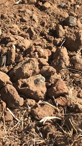 iNaturalist observation photo of Urbane Digger Bee