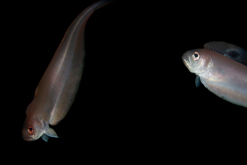Zwartvlek-lintvis (Acanthocepola limbata) — Cepolidae — 4