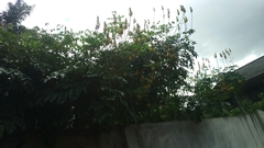 Magnoliopsida