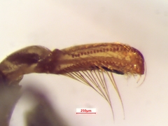 Hesperocorixa scabricula