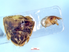 Hesperocorixa scabricula