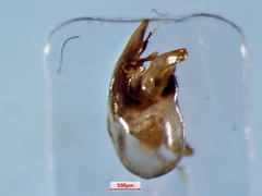 Hesperocorixa scabricula