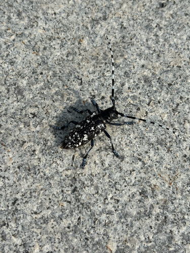 Asian Longhorned Beetle