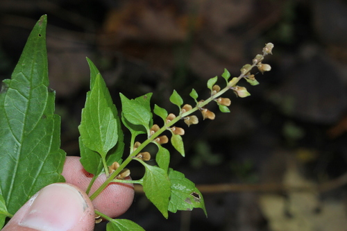 Blue skullcap (Scutellaria lateriflora)