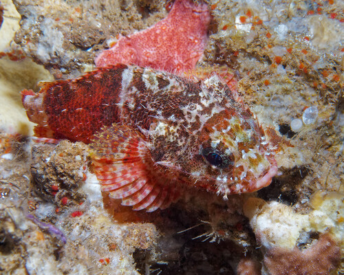 Coral Scorpionfish