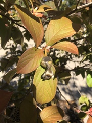 Stewartia