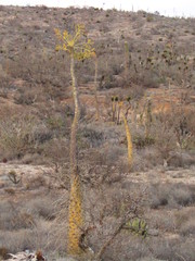 Fouquieria columnaris