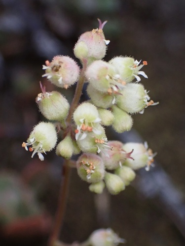 Merriam's Alumroot (Heuchera merriamii)