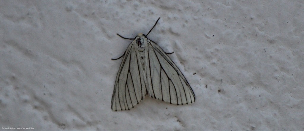 Neuromelia selectata