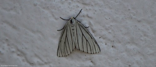 Neuromelia selectata