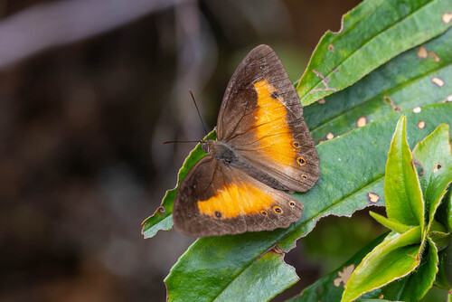 Mycalesis discobolus