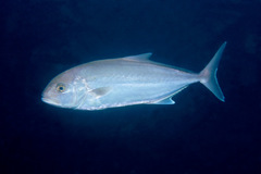 Seriola hippos