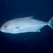 Samsonfish - Photo (c) Erik Schlogl, some rights reserved (CC BY-NC), uploaded by Erik Schlogl