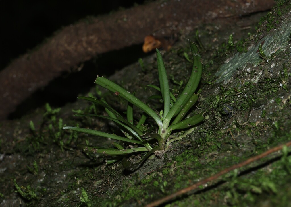 Sarcochilus fitzgeraldii
