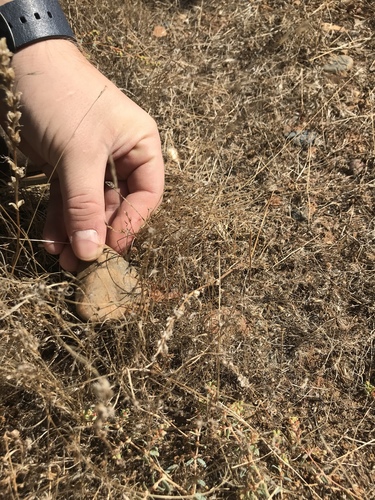 iNaturalist observation photo of Straight-faced Windscorpions
