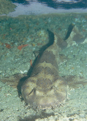 Orectolobus halei