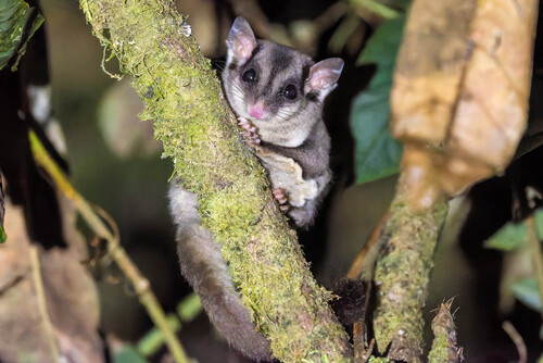 Petauro del azúcar (Petaurus breviceps)