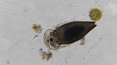 Graptoleberis testudinaria