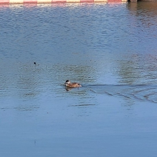 Red-crested Pochard, Diemen, Pays-Bas, photo 10 of 10