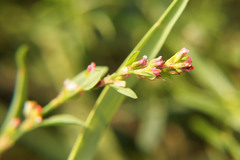 Polygonum