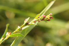 Polygonum