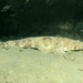 Longhead Flathead - Photo (c) eschlogl, some rights reserved (CC BY-NC), uploaded by Erik Schlogl