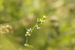 Polygonum