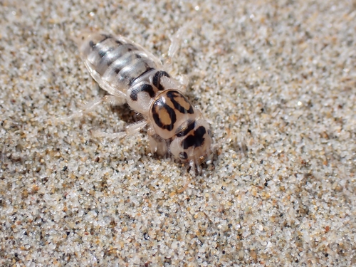 Pictured Rove Beetle photo 4