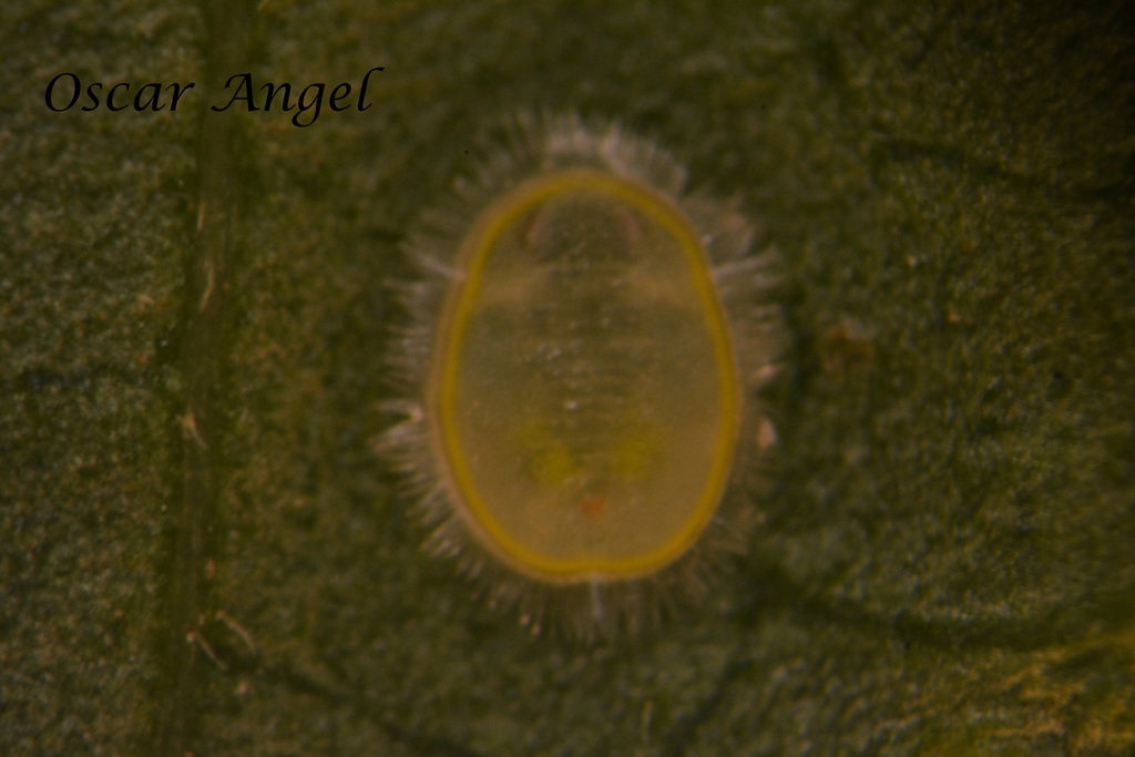Trialeurodes intermedia