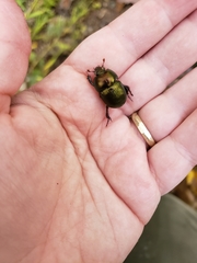 Geotrupes splendidus
