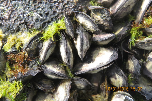 Isognomon californicus