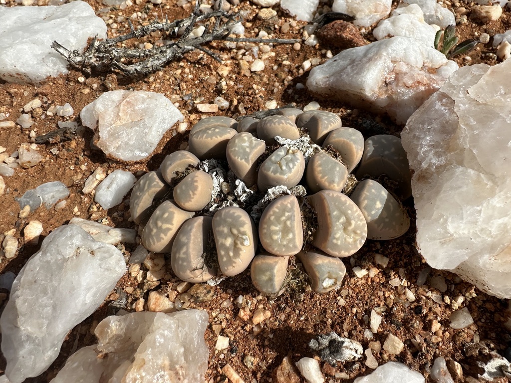 Living stones